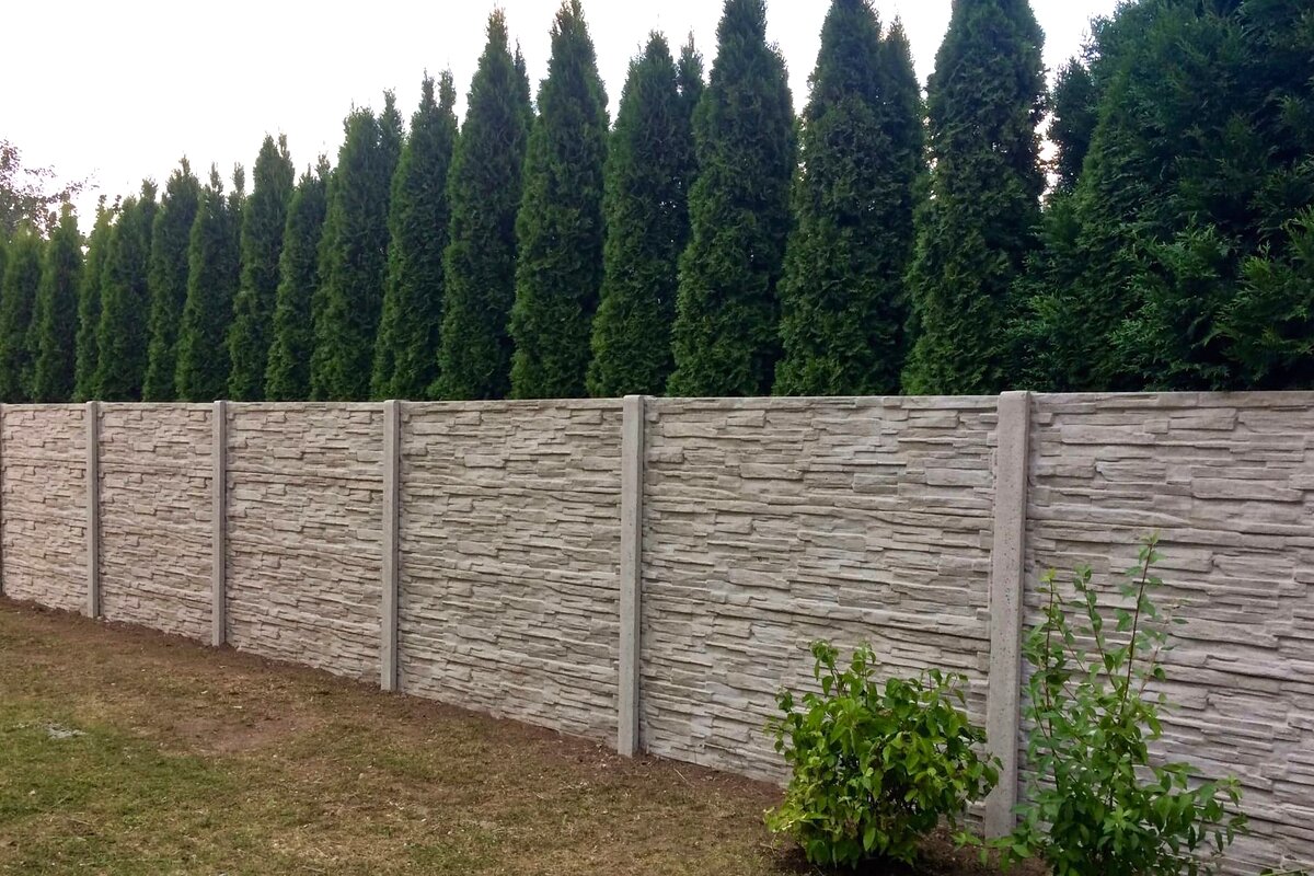 Betonový plot u zahrady s řadou tují — realizace Stavíme ploty